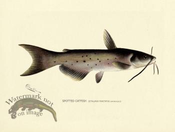 Catfish - Spotted